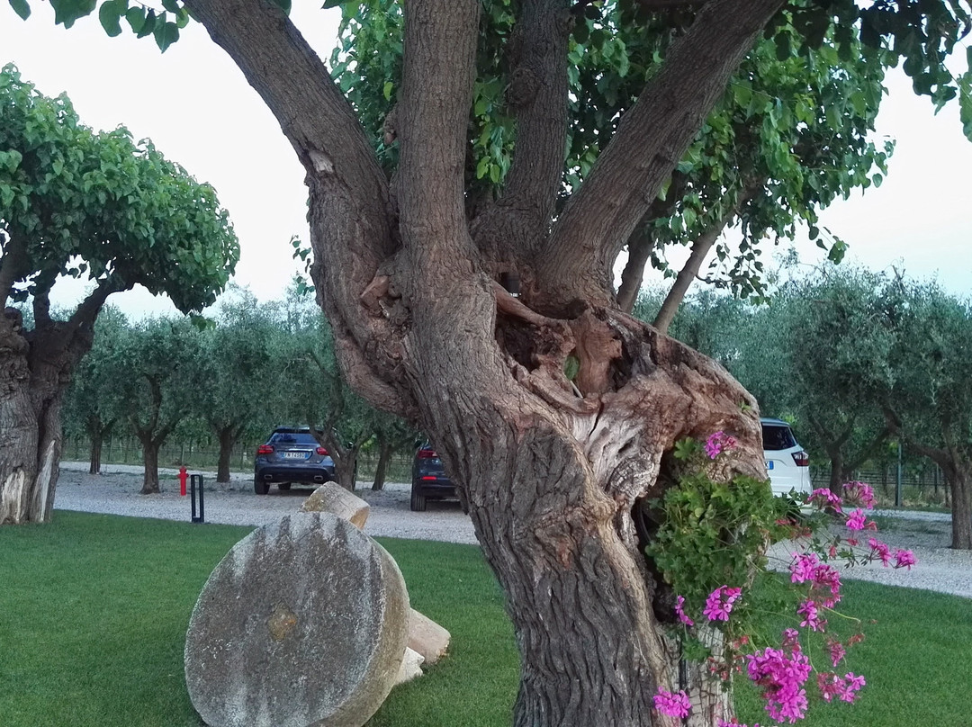 Agriturismo Relais Casina Ricchi主图