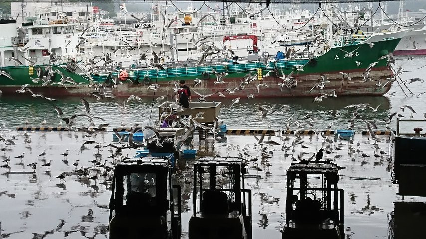 Kesennuma Fish Market-气仙沼市必去景点