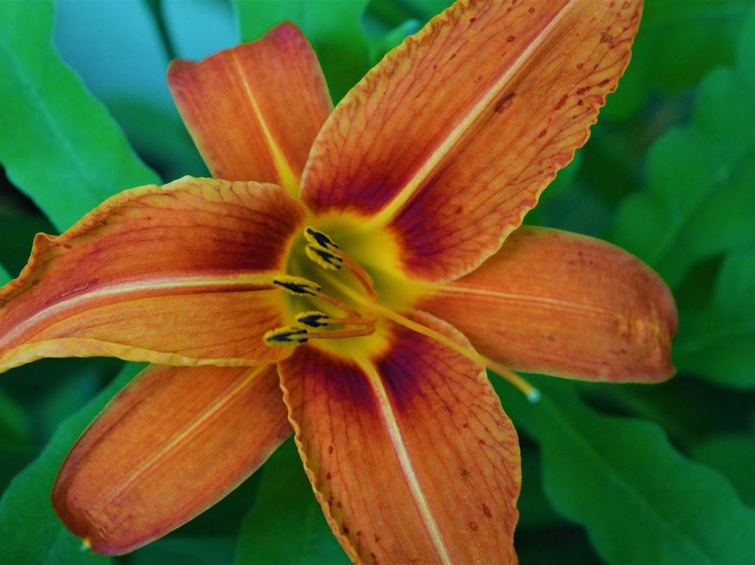 Meris Gardens Bed & Breakfast主图