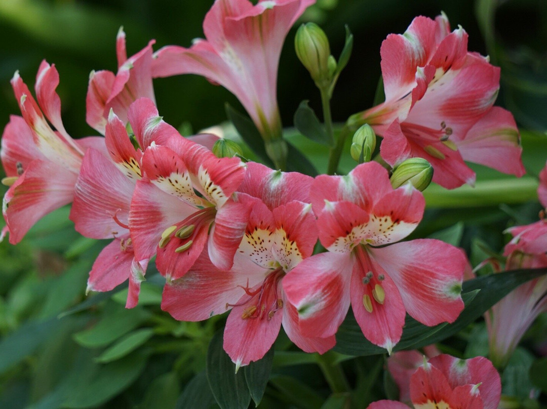 Washington Park Botanical Gardens-斯普林菲尔德必去景点