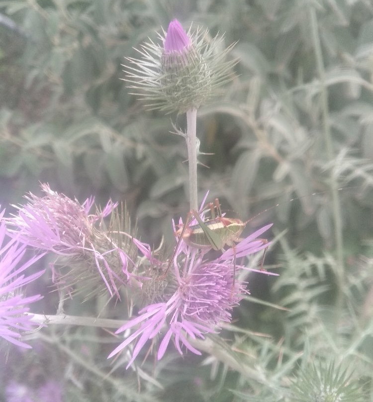 Cephalonia Botanica-阿尔戈斯托利翁必去景点