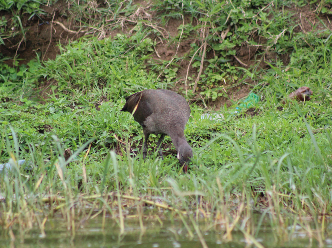 Paradise Adventure Vacations | Gorilla Trekking Uganda景点图片