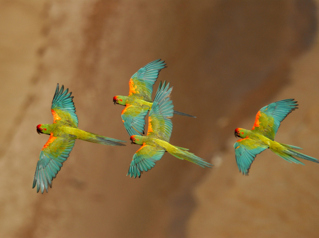 Red Fronted Macaw Comunity Reserve - Birdwatching