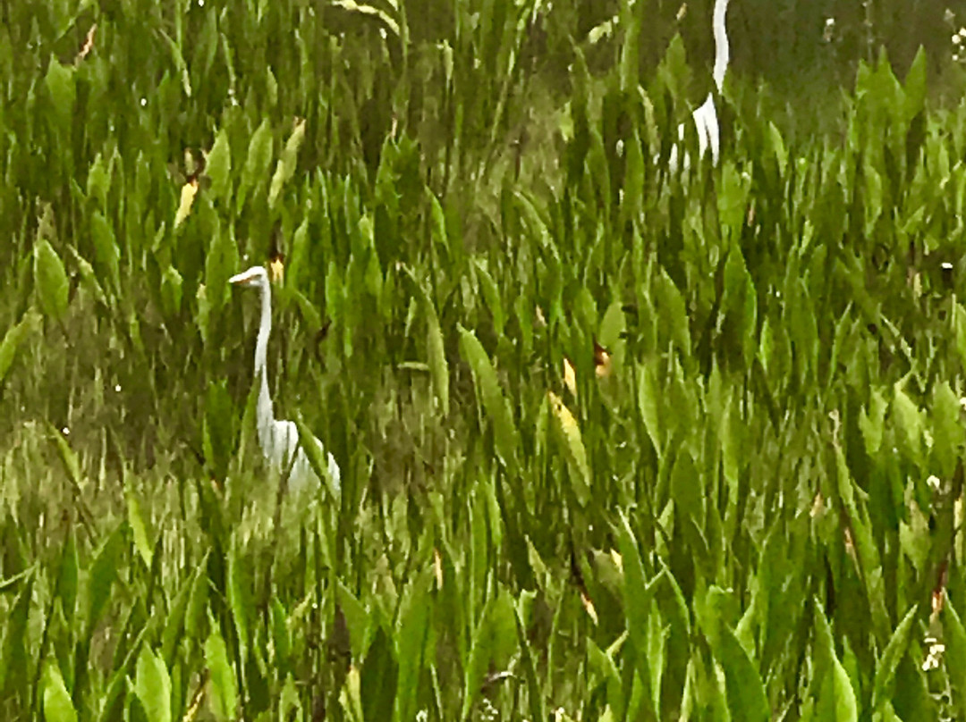 Brevard Zoo Linear Park景点图片