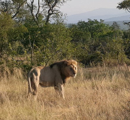 Durban Tours and Safaris-德班必去景点