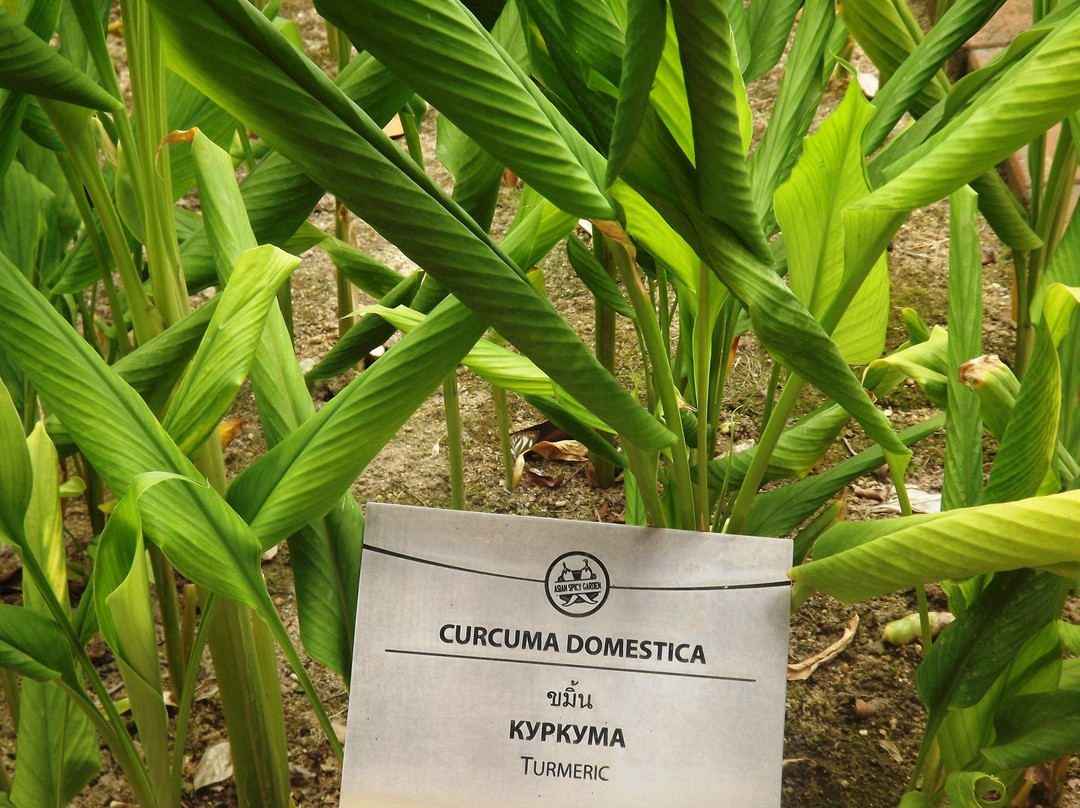 Asian Spicy Garden景点图片