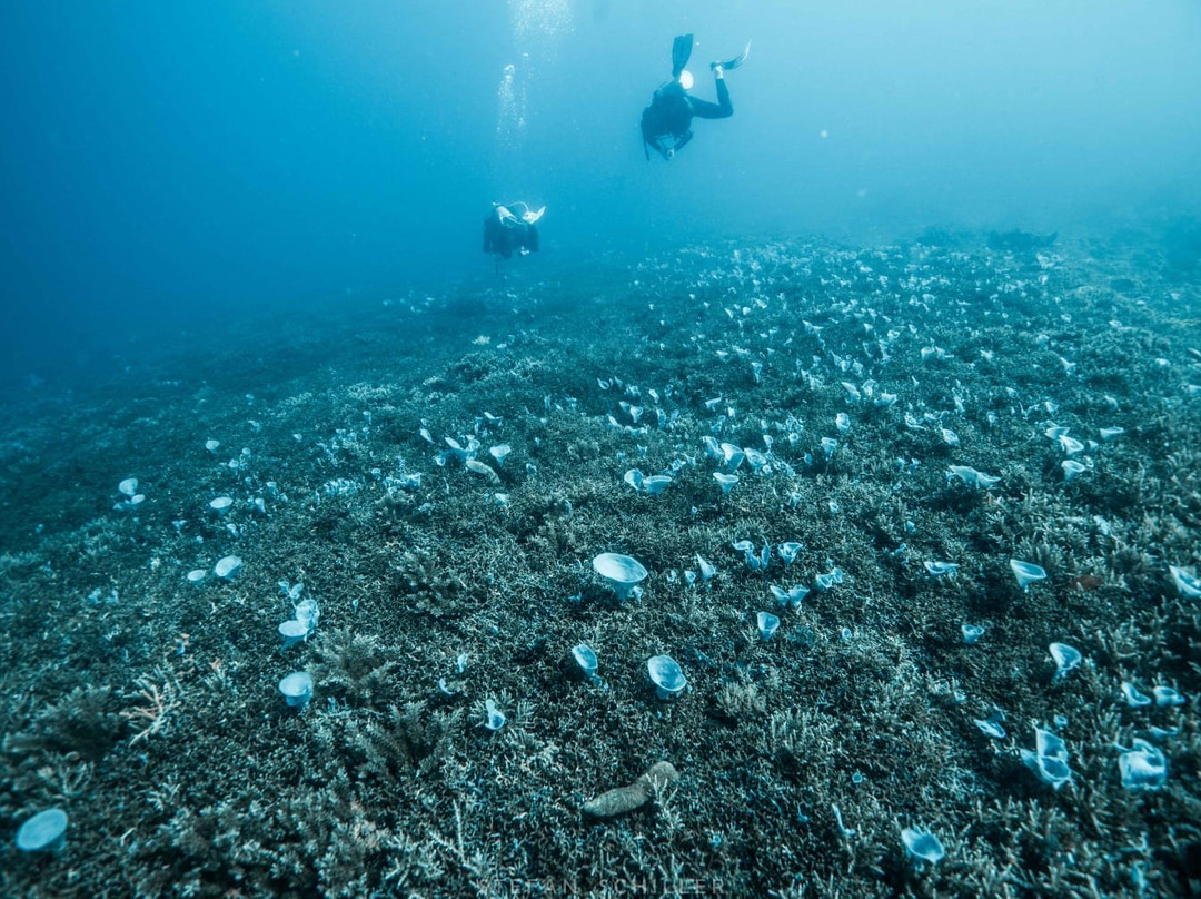 One Ocean Diving Philippines景点图片