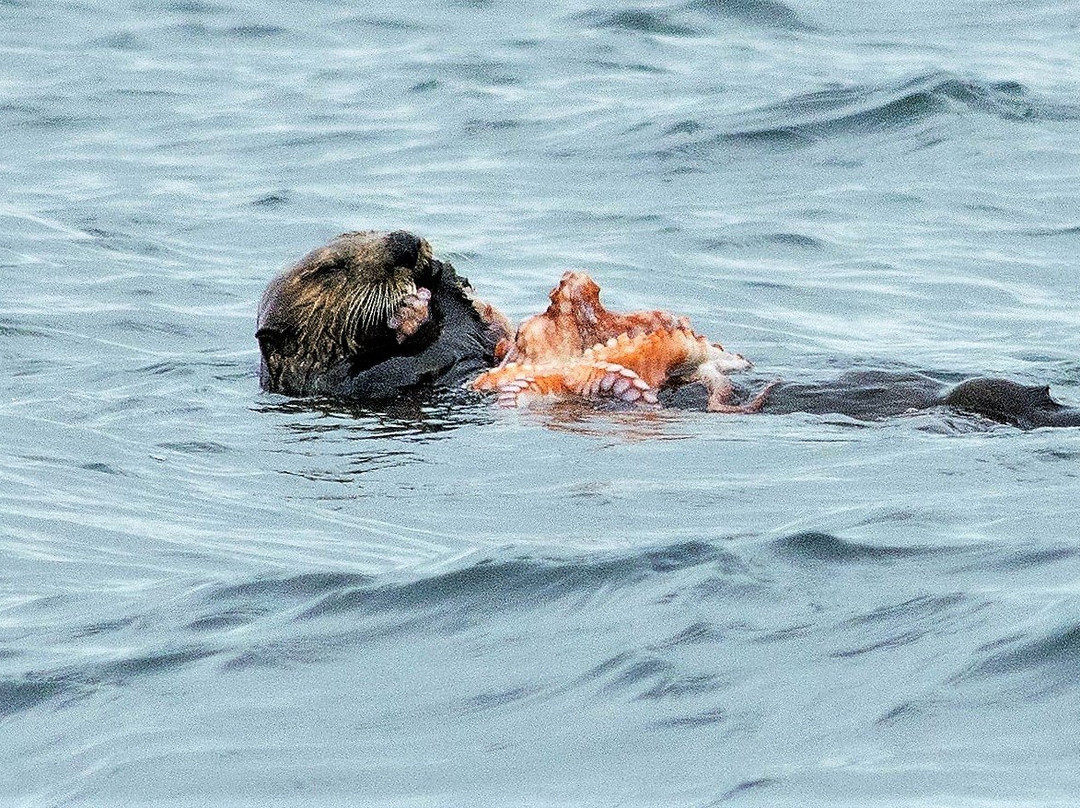 A Whale's Song Expeditions-锡特卡必去景点