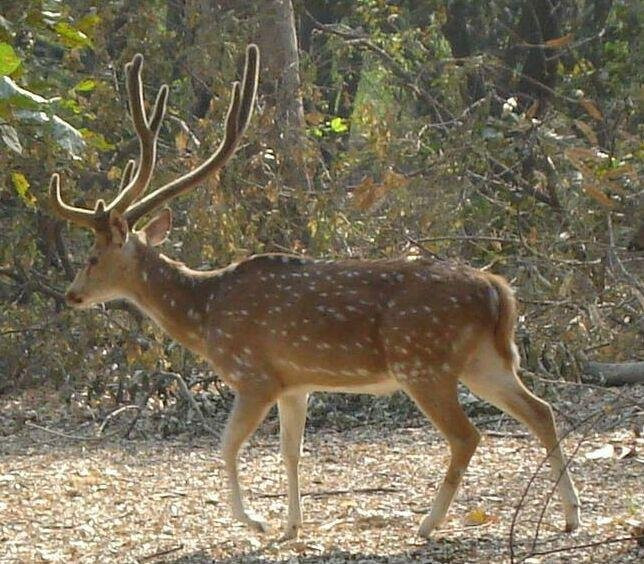 Nawabganj Bird Sanctuary-Unnao必去景点