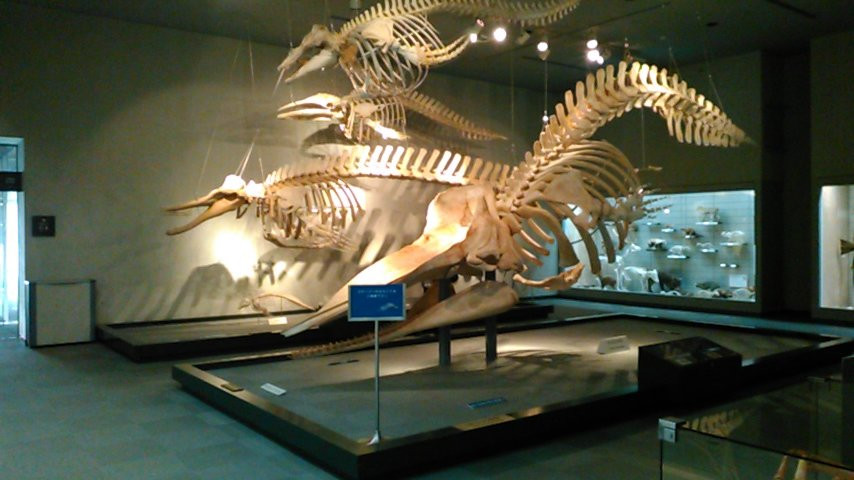 Natural History Museum and Institute-千叶市必去景点