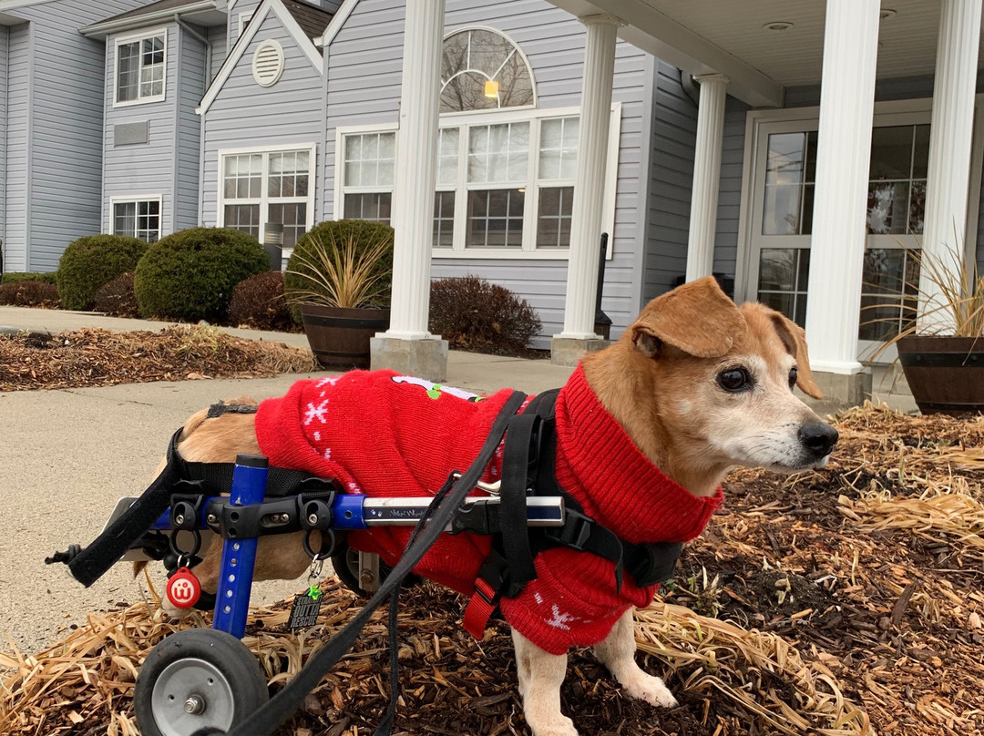 Microtel Inn & Suites by Wyndham Bethel / Danbury主图