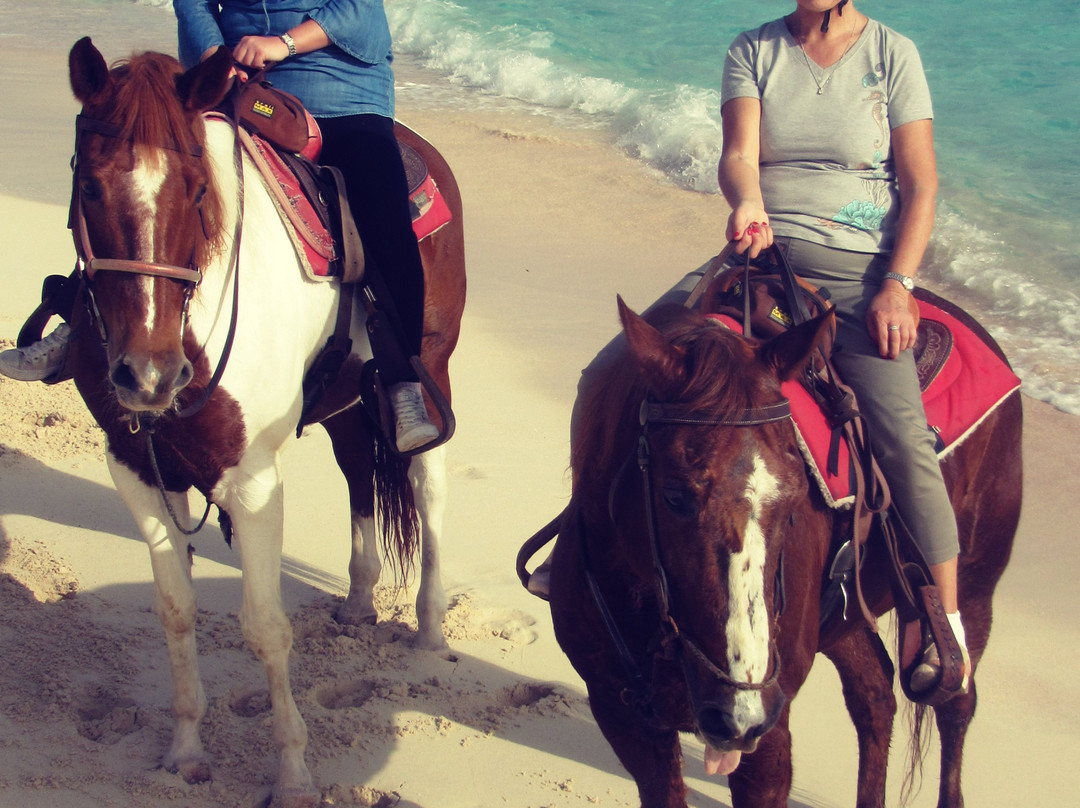 Bermuda's Best Horse Trail Rides and Horses景点图片