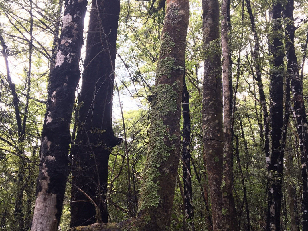 Brunner Peninsula Nature Walk景点图片