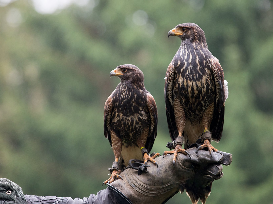 Falknerei - skyhunters in nature-Menden必去景点