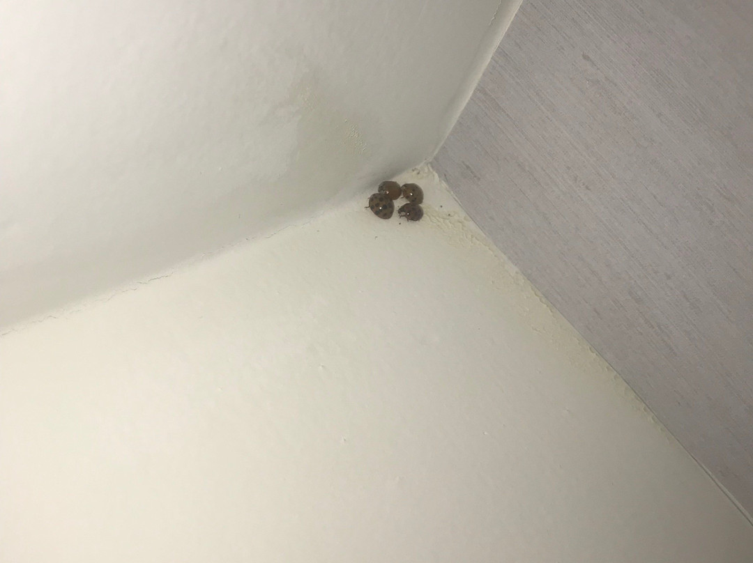 Home2 Suites by Hilton Atlanta West Lithia Springs主图