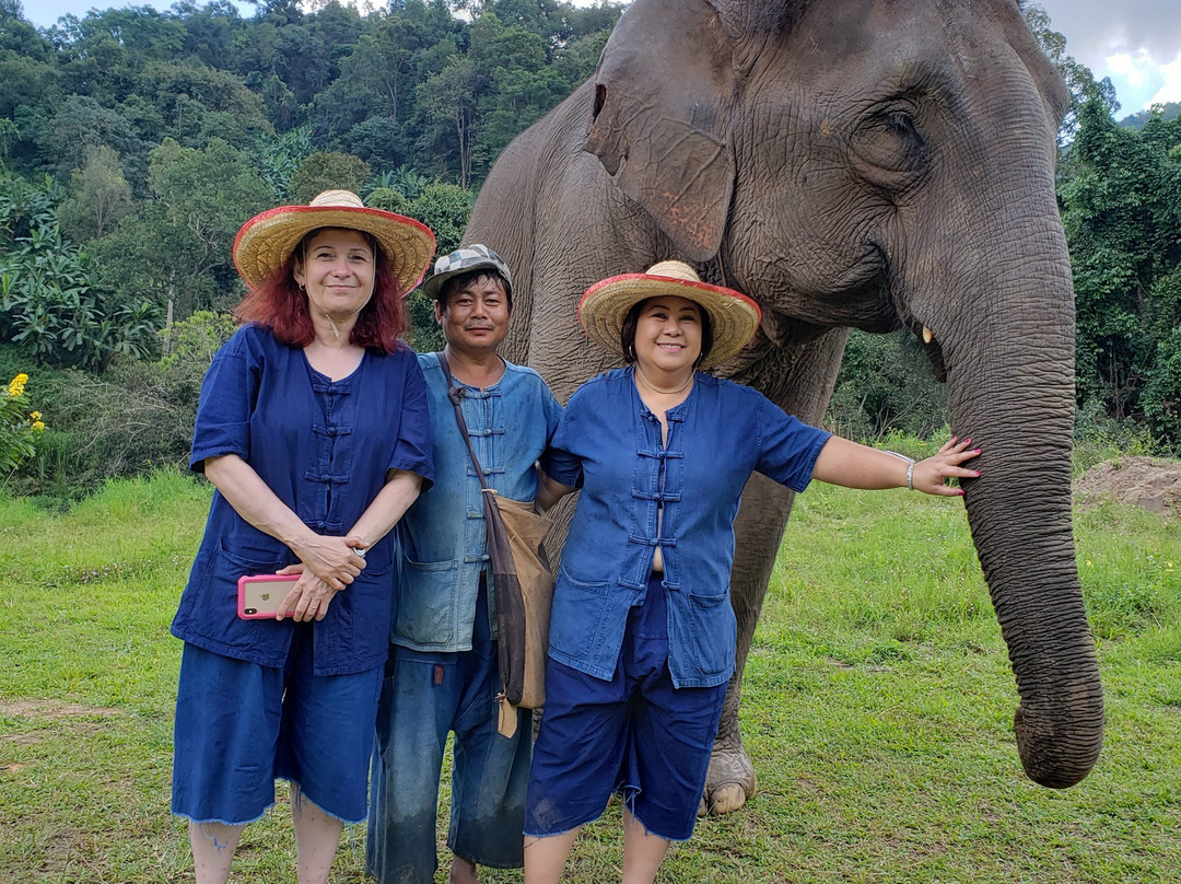 Pong Yang Elephant Camp景点图片