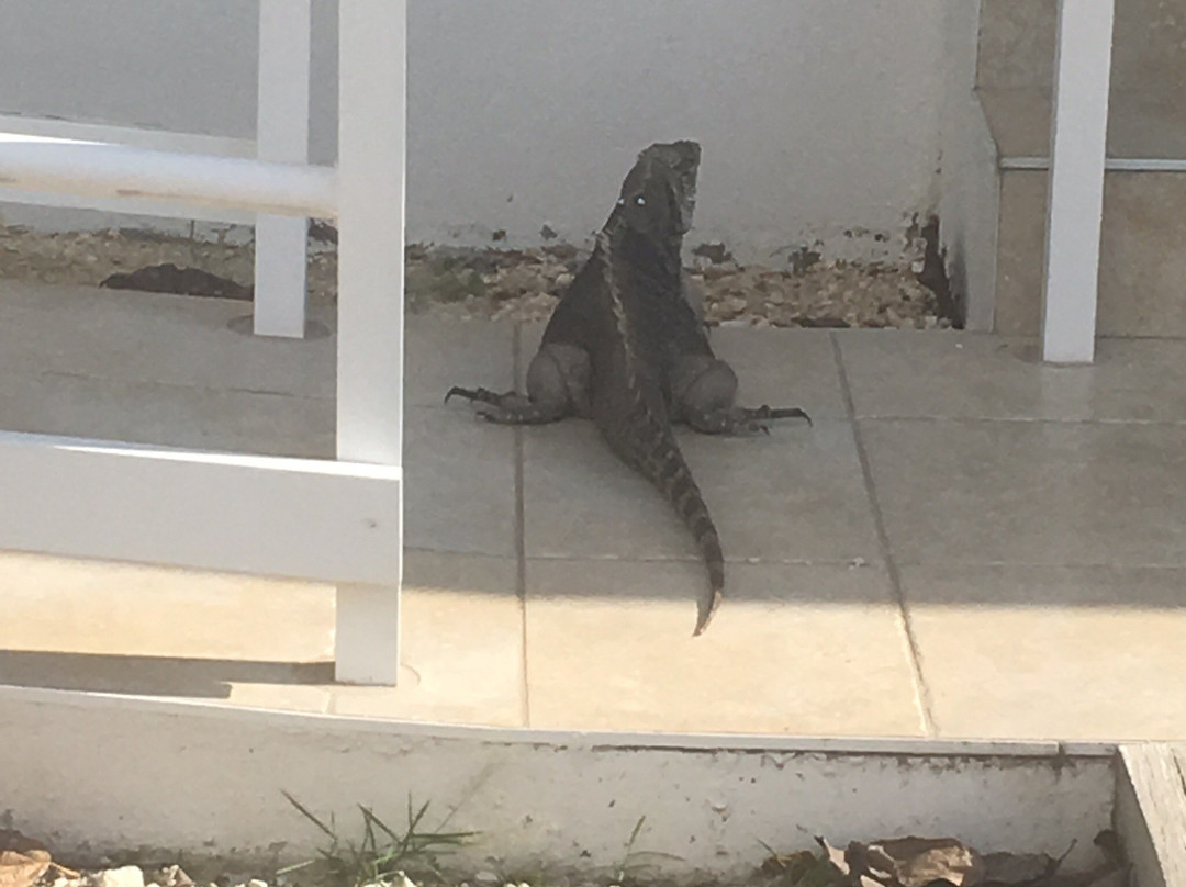 Little Cayman Museum景点图片