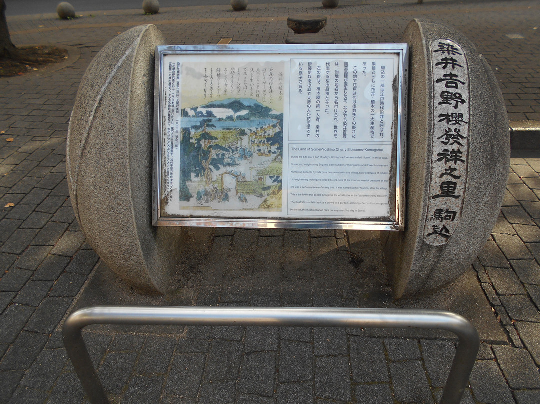 Someiyoshino Sakura Memorial Park-Komagome必去景点