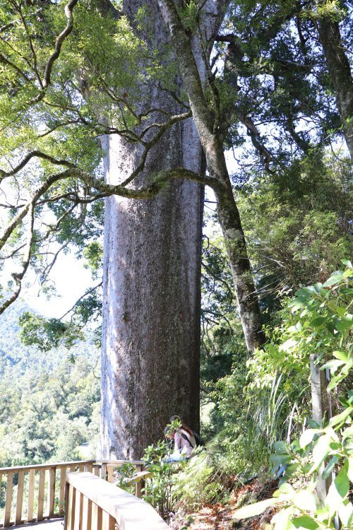 Square Kauri Tree-科罗曼德必去景点