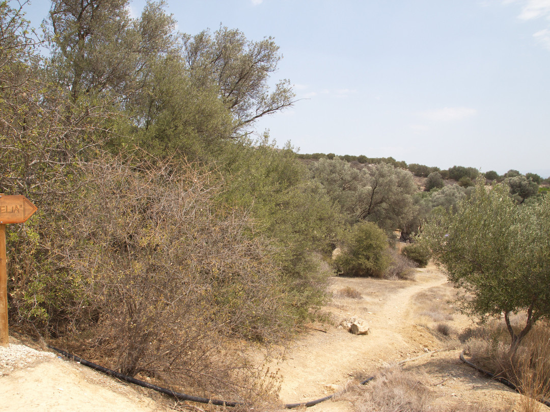 Mother Olive Tree-Kamilari必去景点