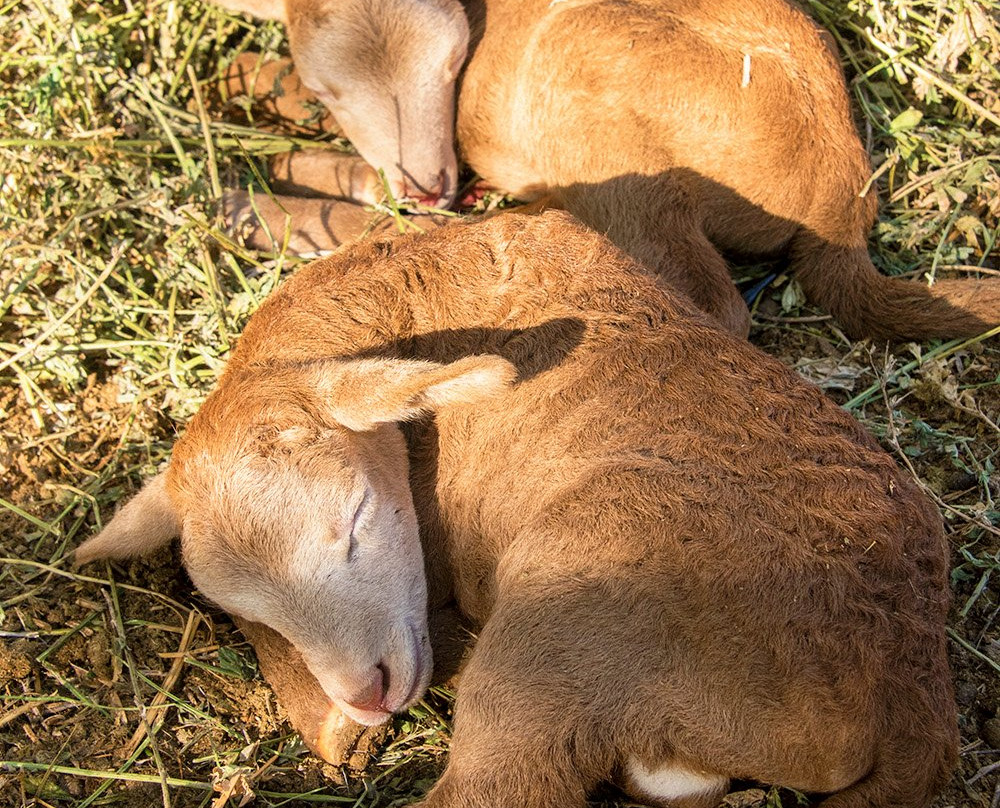 Rancho La Venta-San Bartolo必去景点