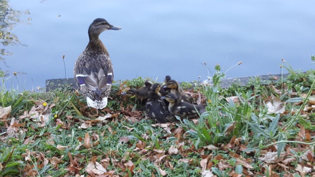 Enfield Town Park景点图片