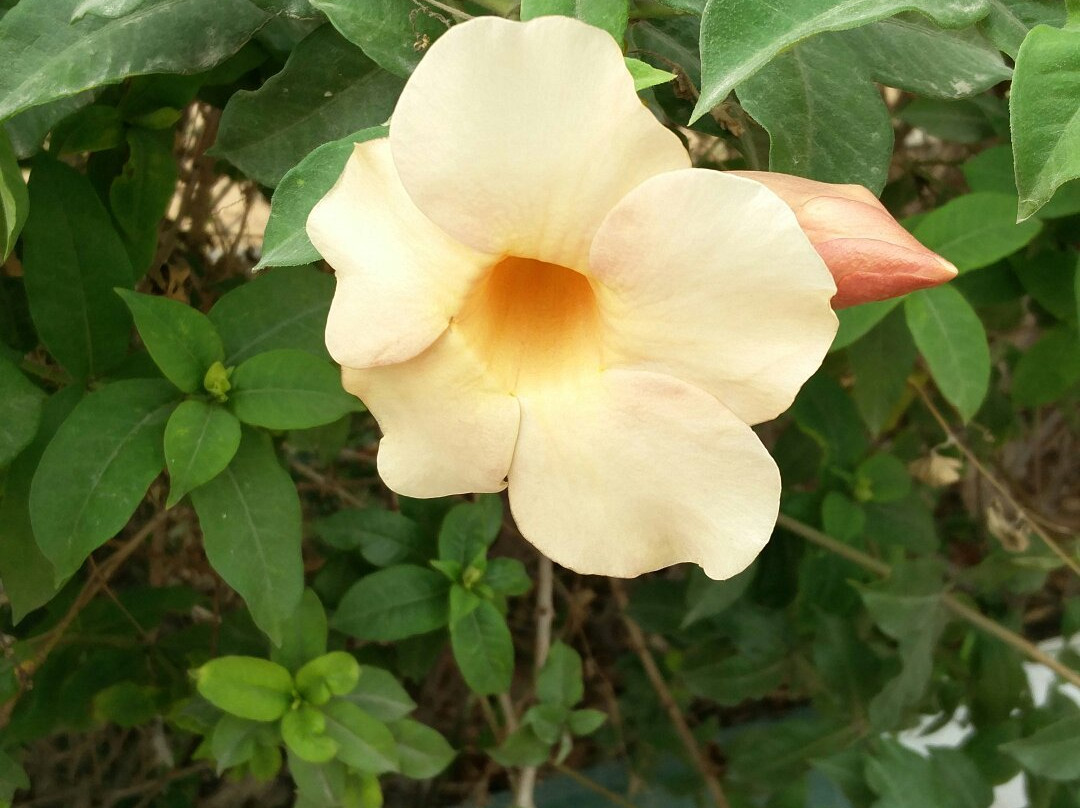 Bio Diversity Park景点图片