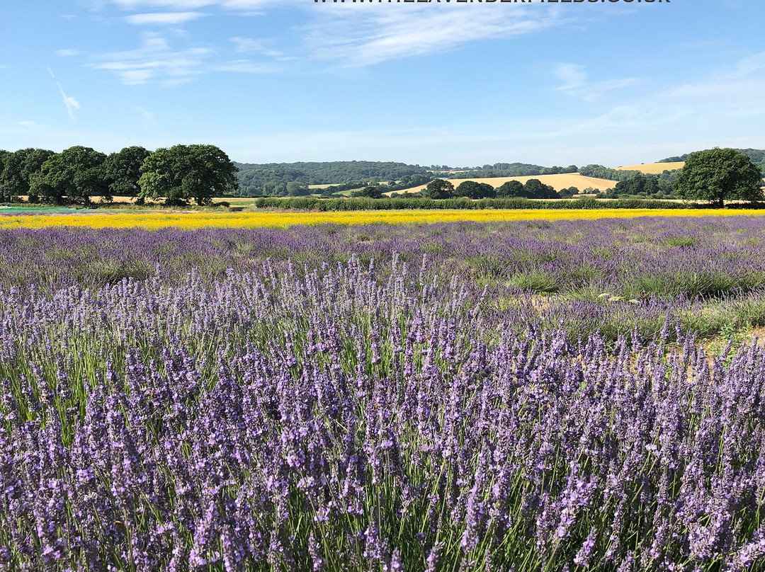 Lavender Fields景点图片