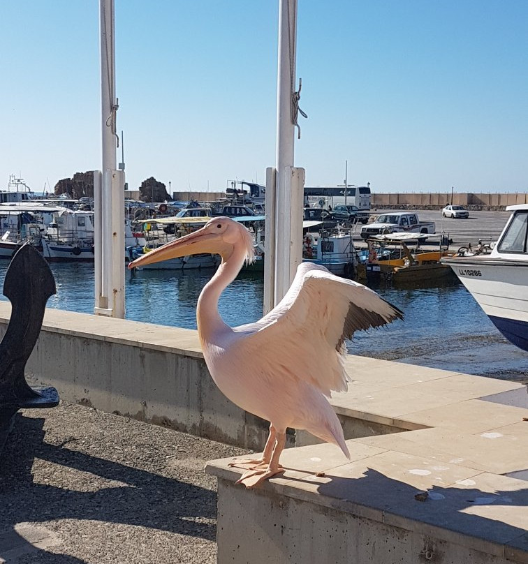 Sam's Taxi Cyprus-帕福斯必去景点