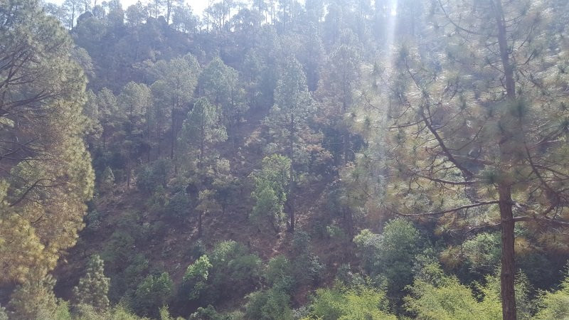 Rudradhari Falls & Caves景点图片
