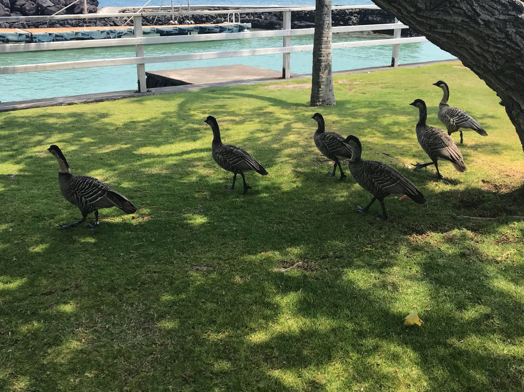 马纳拉尼乡村之家主图