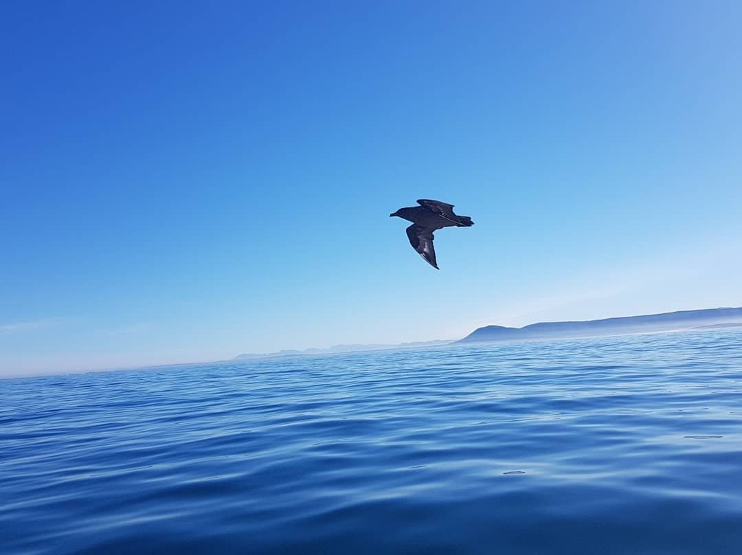 Cape Town Experience Day Tours-开普敦中心区必去景点