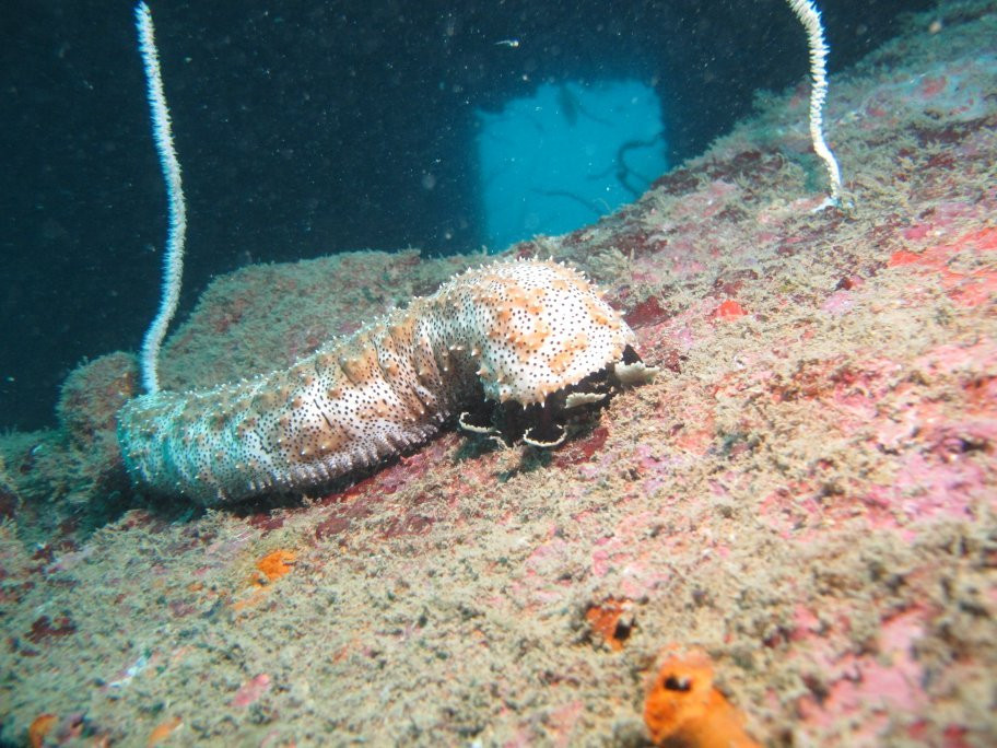 Tropical Diving Kenya景点图片