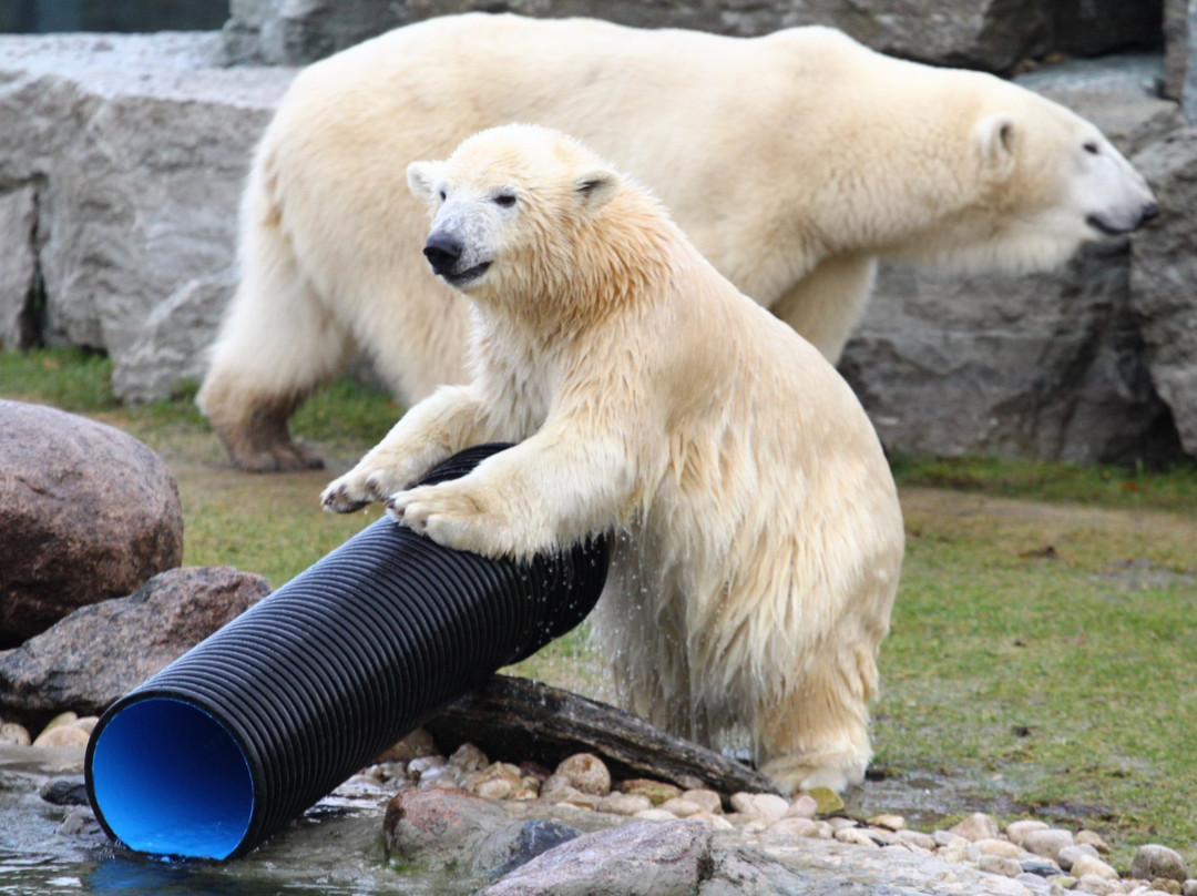 Tallinn Zoo-塔林必去景点
