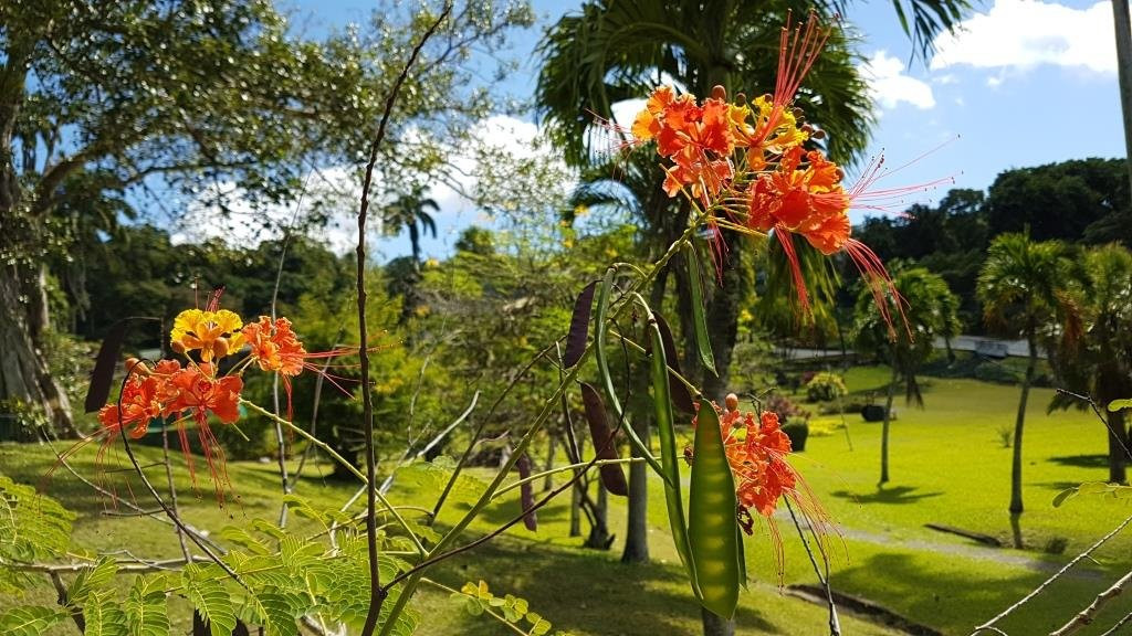 Scarborough Botanical Garden-斯卡伯勒必去景点