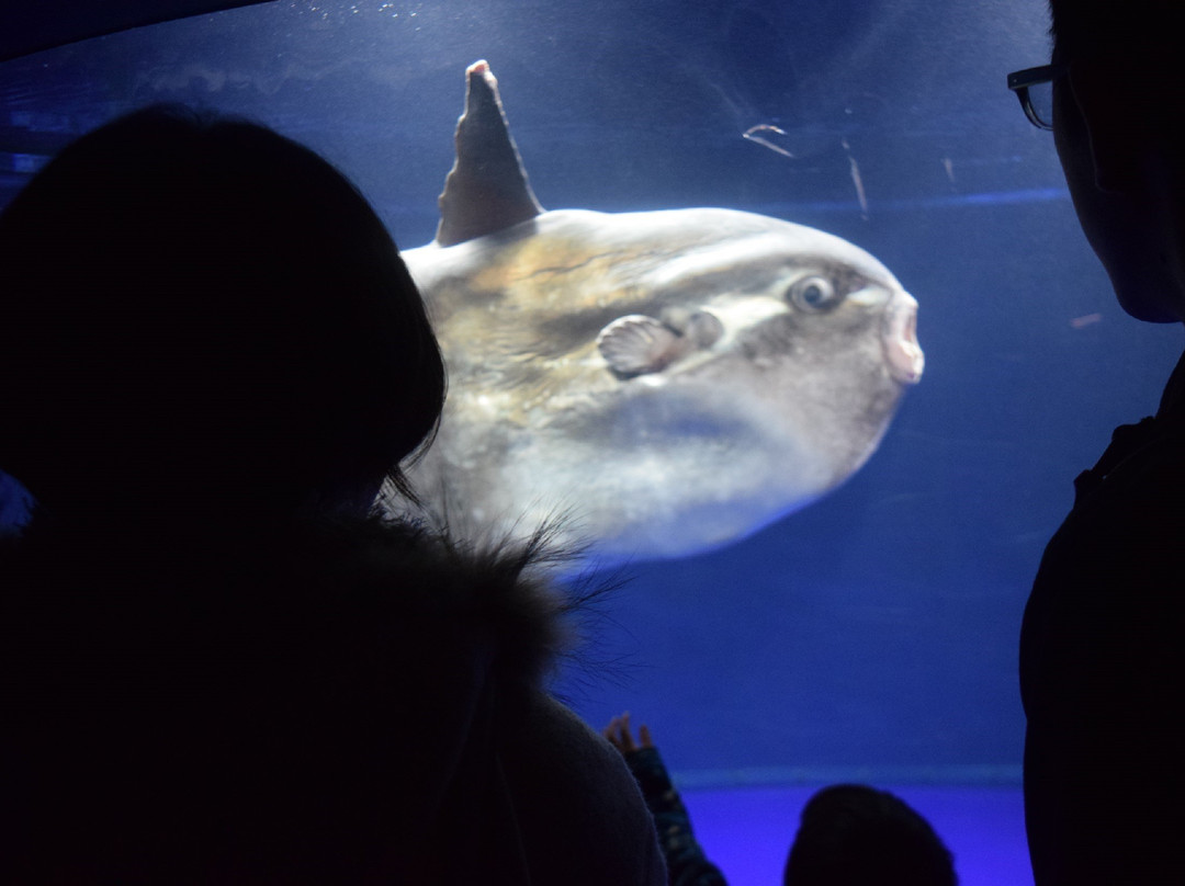 阳光水族馆景点图片