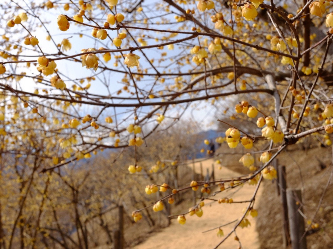 Hodosan Pulm Garden景点图片