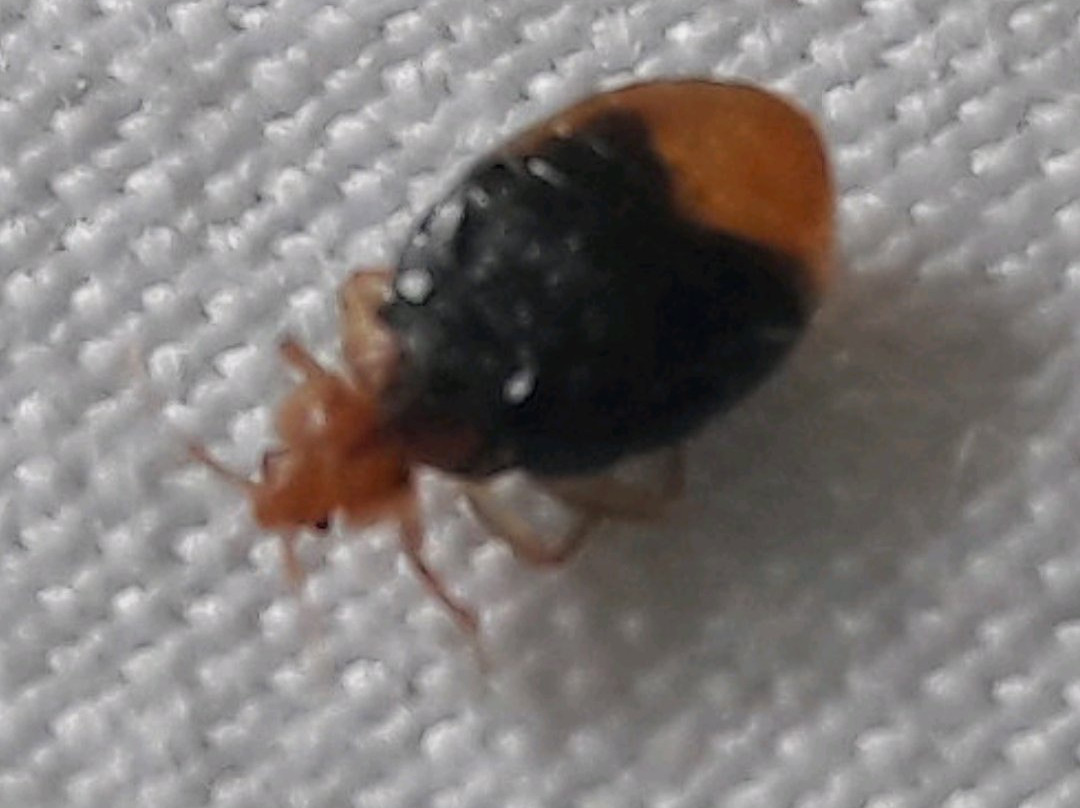 Yungaburra Hotel主图