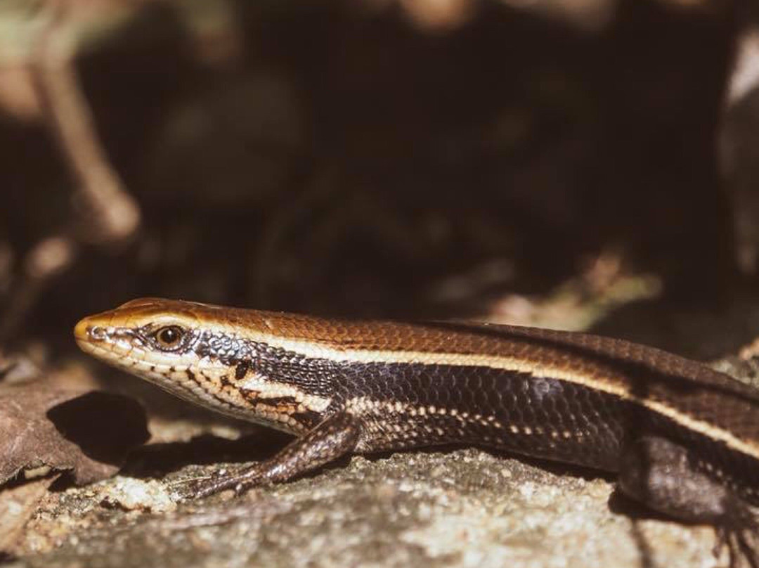 Grand & Gangula主图