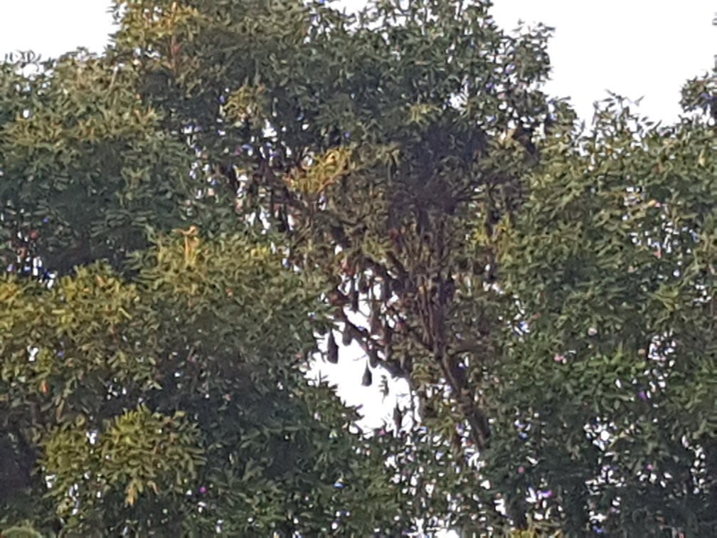 Old Colonial Governers Mansion and Bat Colony-磅同必去景点