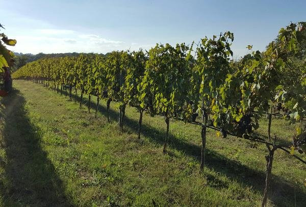 Podere Marella-Castiglione del Lago必去景点