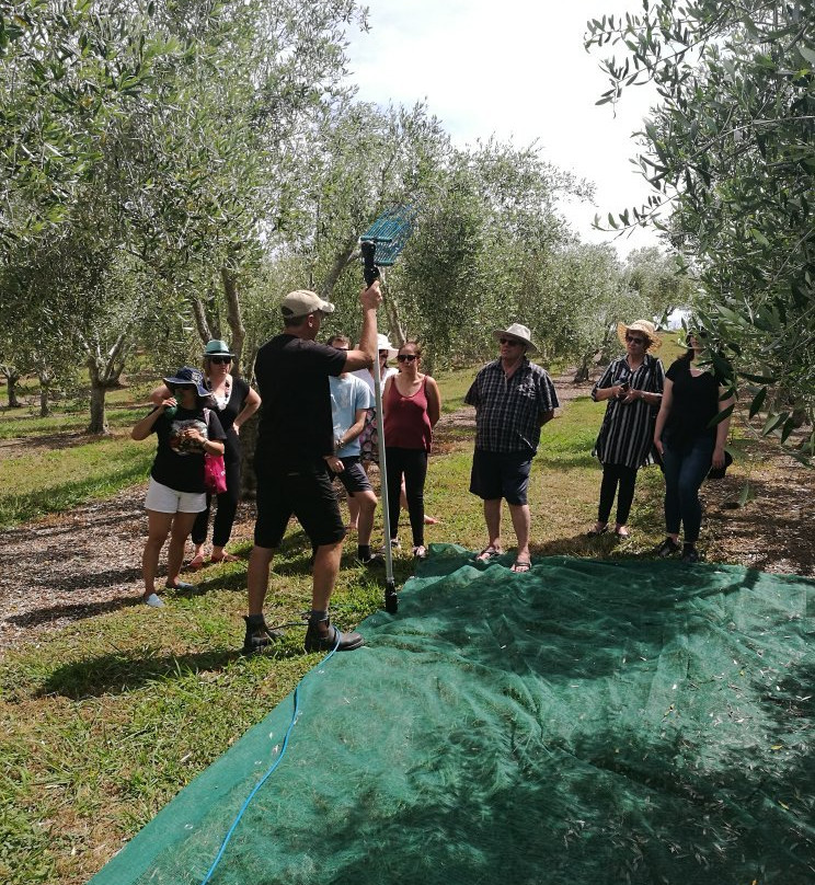 Mahurangi Olives-瓦卡沃夫必去景点