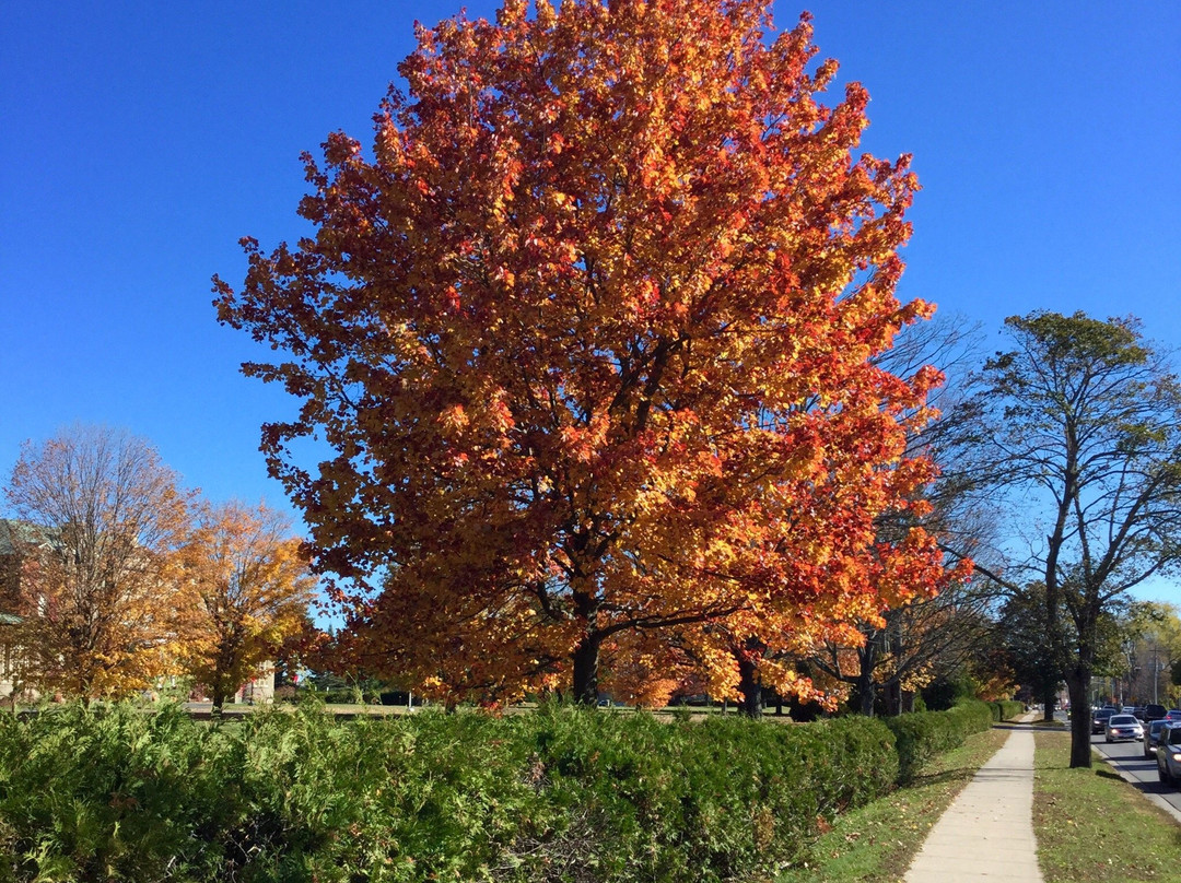 Old Government House-弗雷德里克顿必去景点