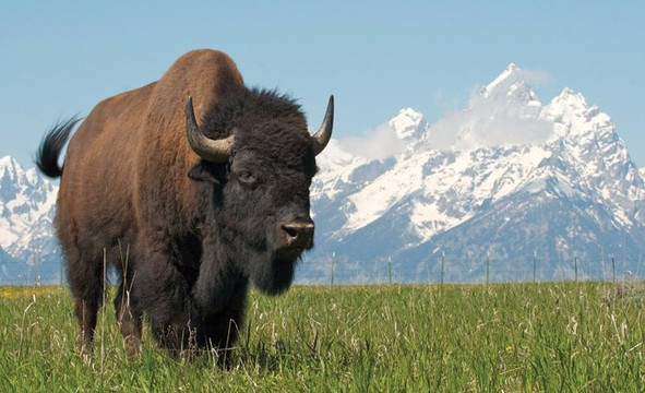 Wildlife Expeditions of Teton Science Schools-杰克逊必去景点