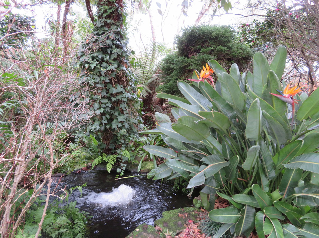 E G Waterhouse National Camellia Gardens景点图片