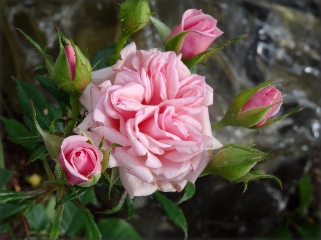 Rosengarten Seppenrade景点图片