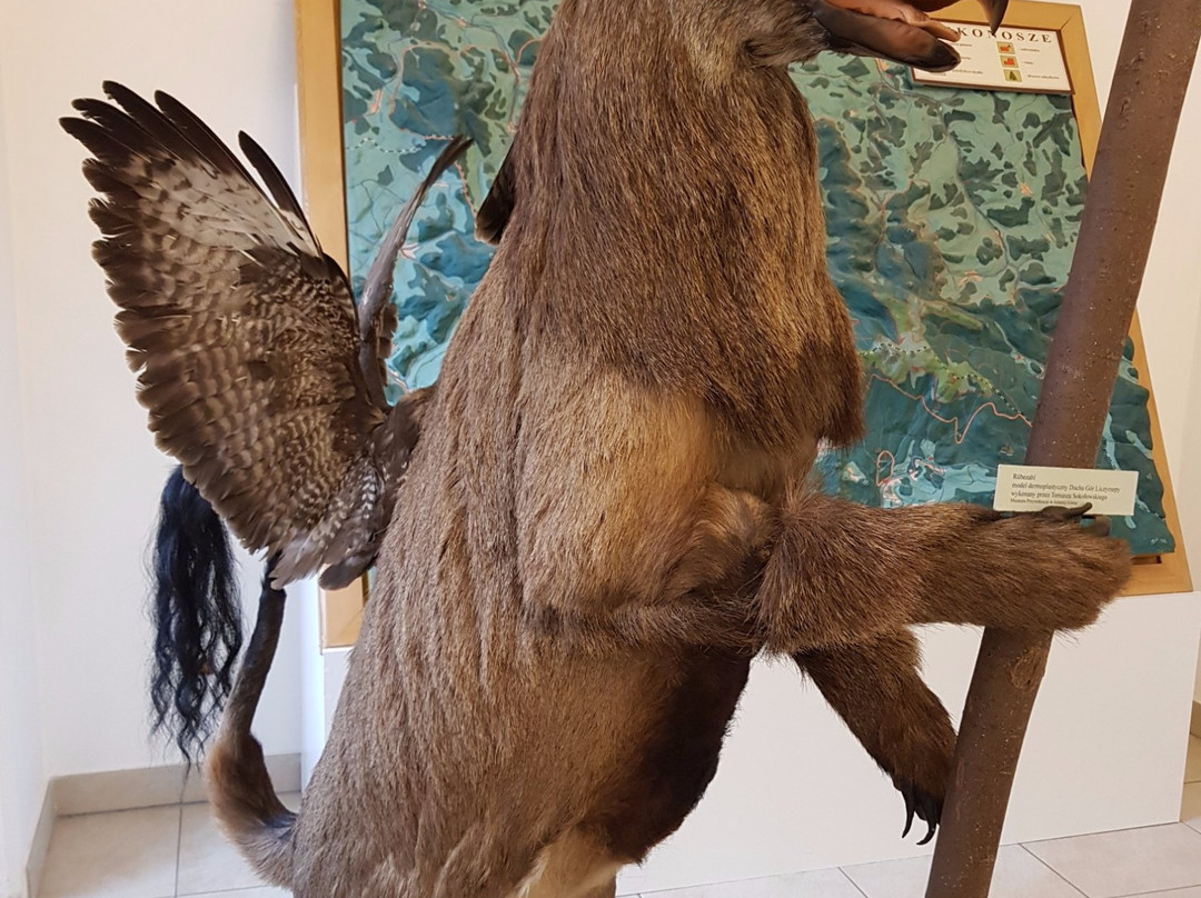Natural History Museum-Jelenia Gora必去景点