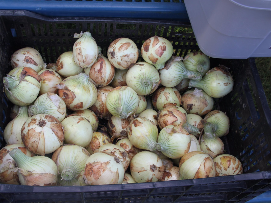 Shelby Food and Craft Farmers Market-Shelby必去景点