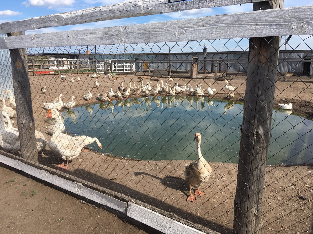 Ostrich Farm Straus Zabaikalya