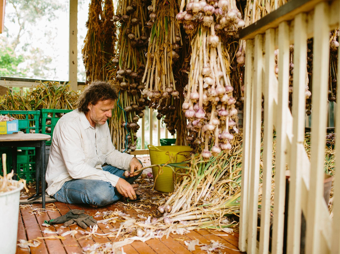 Katamatite Garlic-Katamatite必去景点